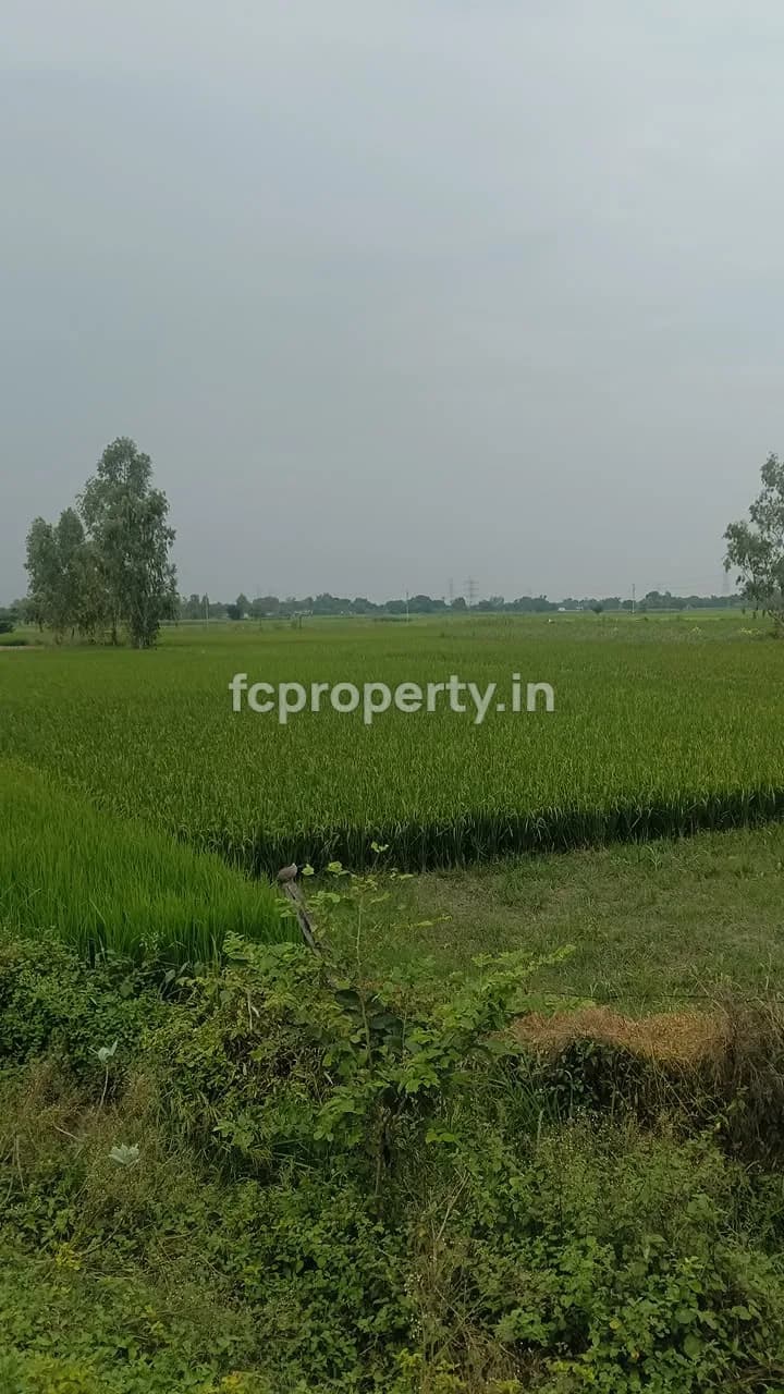 5 Bigha Land for Sale in Tikariya, Near Kisan Path, Tikariya