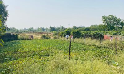 Plot For Sale integral dassauli kursi road lucknow Tedipuliya